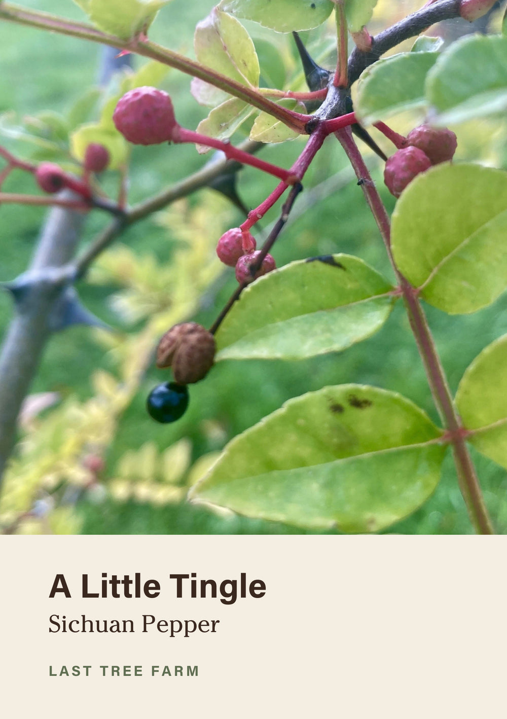 A Little Tingle botanical card