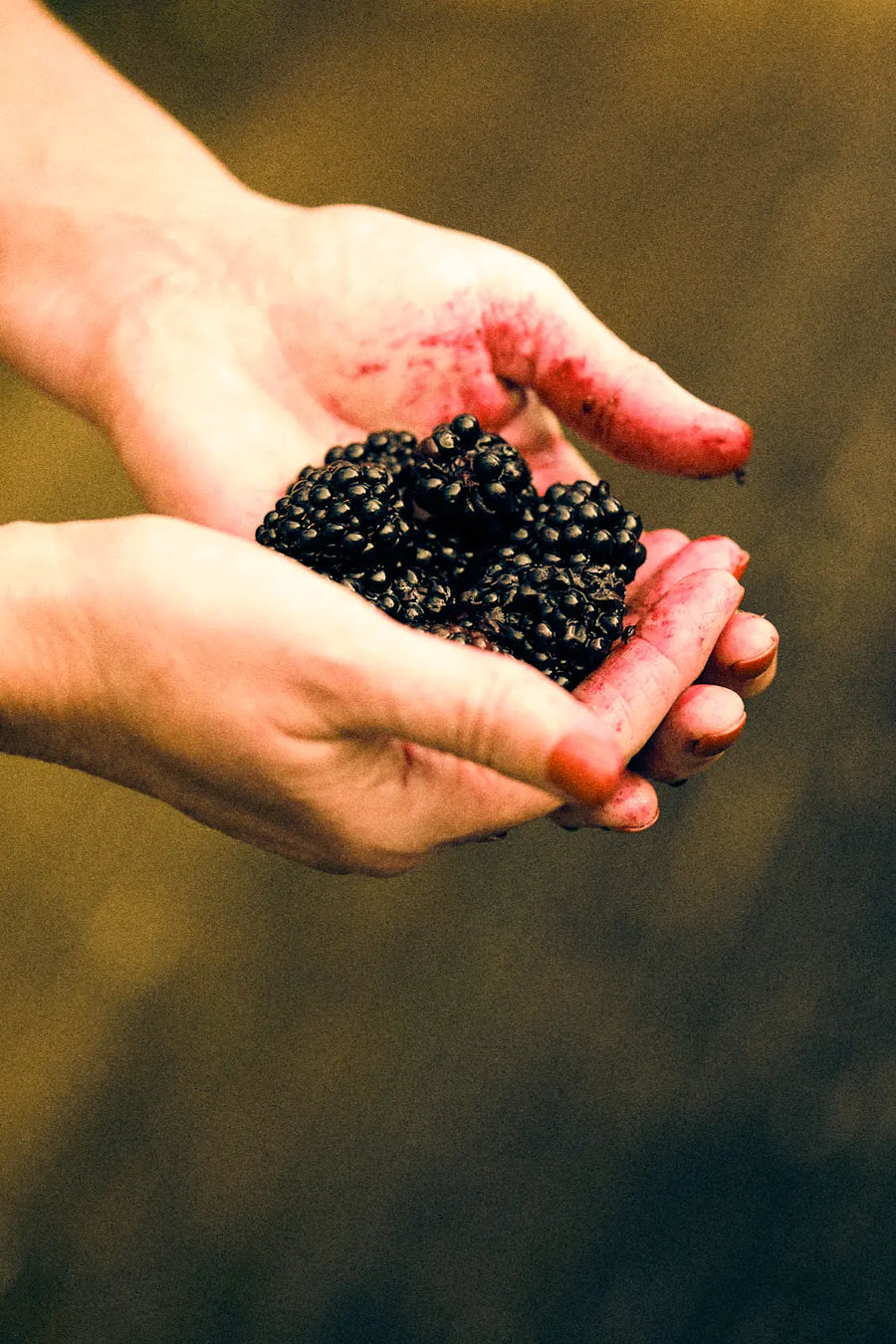 Blackberries held in two hands