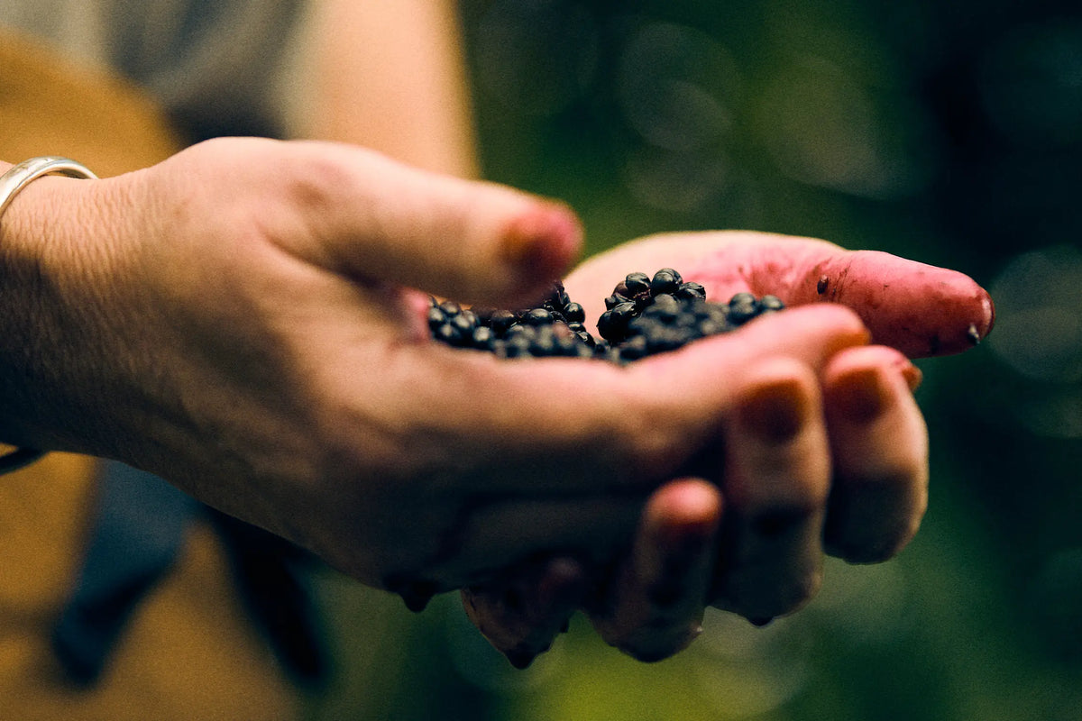 Hands holding freshly picked blackberries